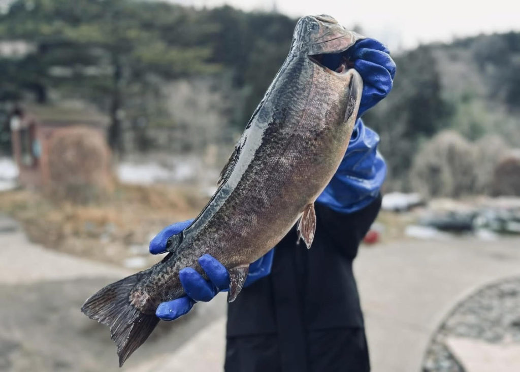 【驚ロック６０ｃｍ】全体