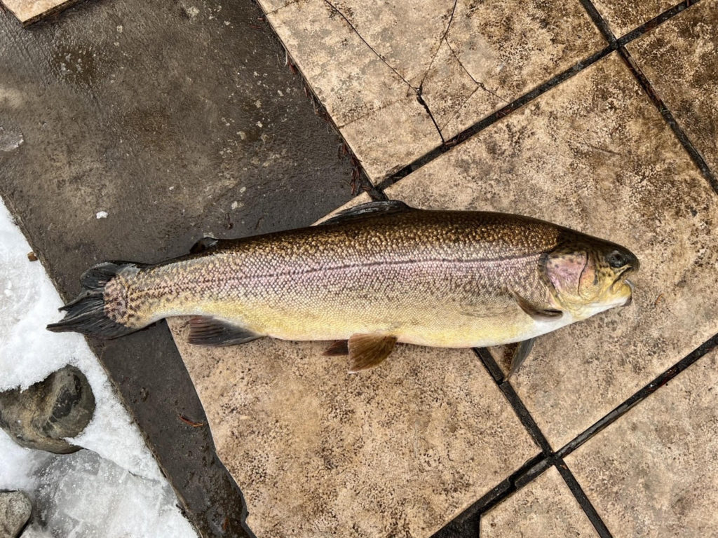 【驚ロック５５ｃｍ】全体