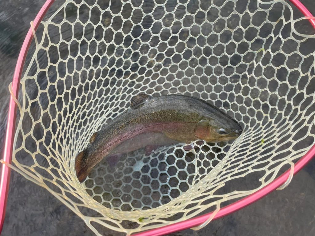 【驚ロック５３ｃｍ】全体