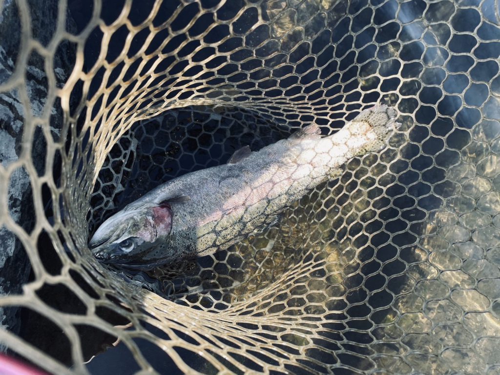 【頂鱒５７ｃｍ】全体