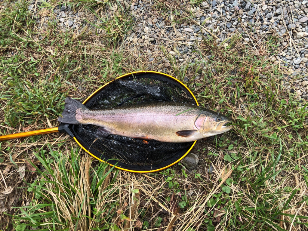 【ロックトラウト６５ｃｍ】全体