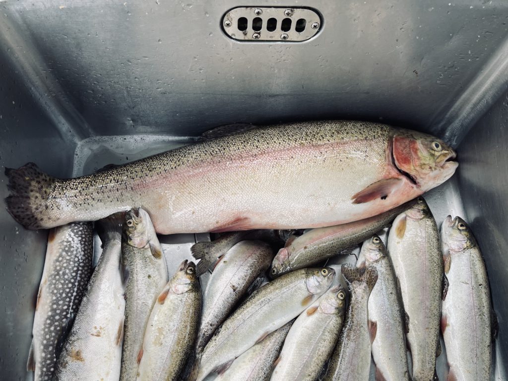 【頂鱒６３ｃｍ】全体