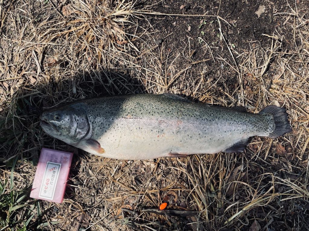 【頂鱒５７ｃｍ】全体