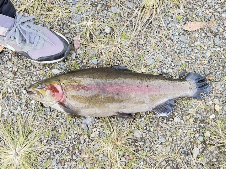 【頂鱒53cm】全体