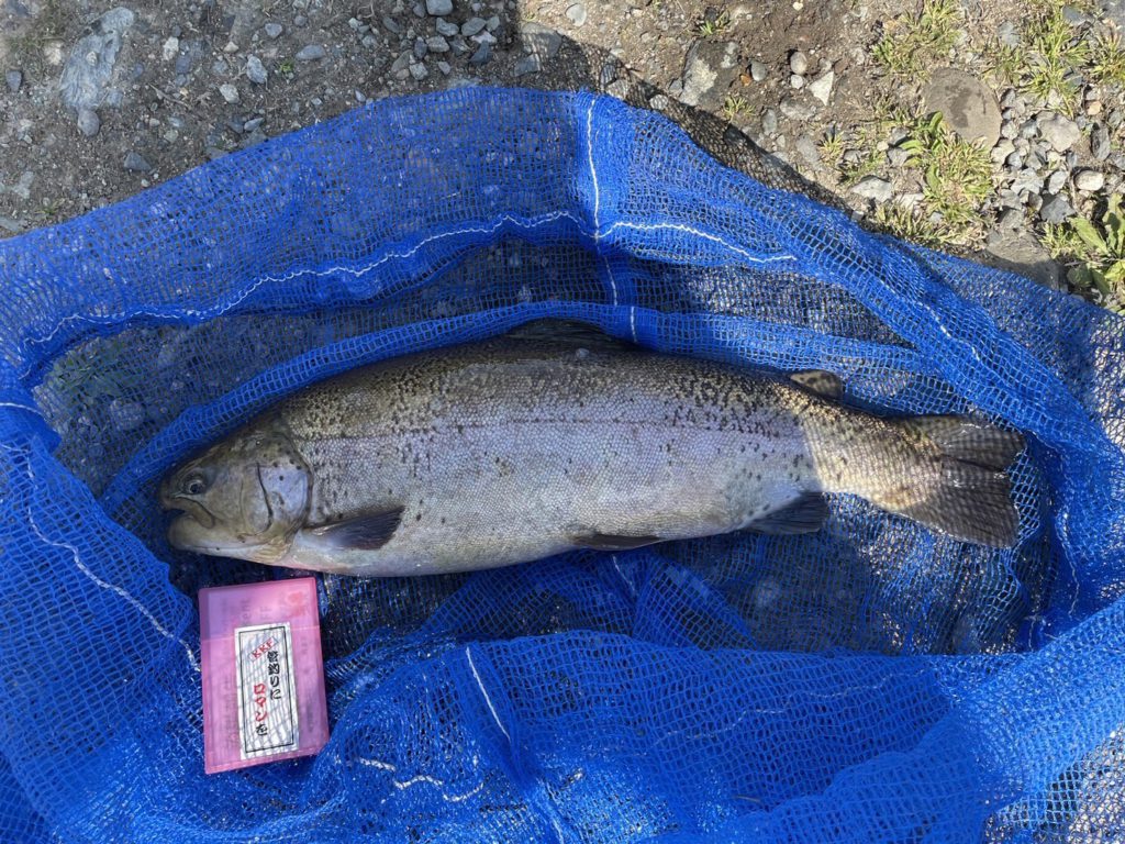 【驚ロック５２ｃｍ】全体