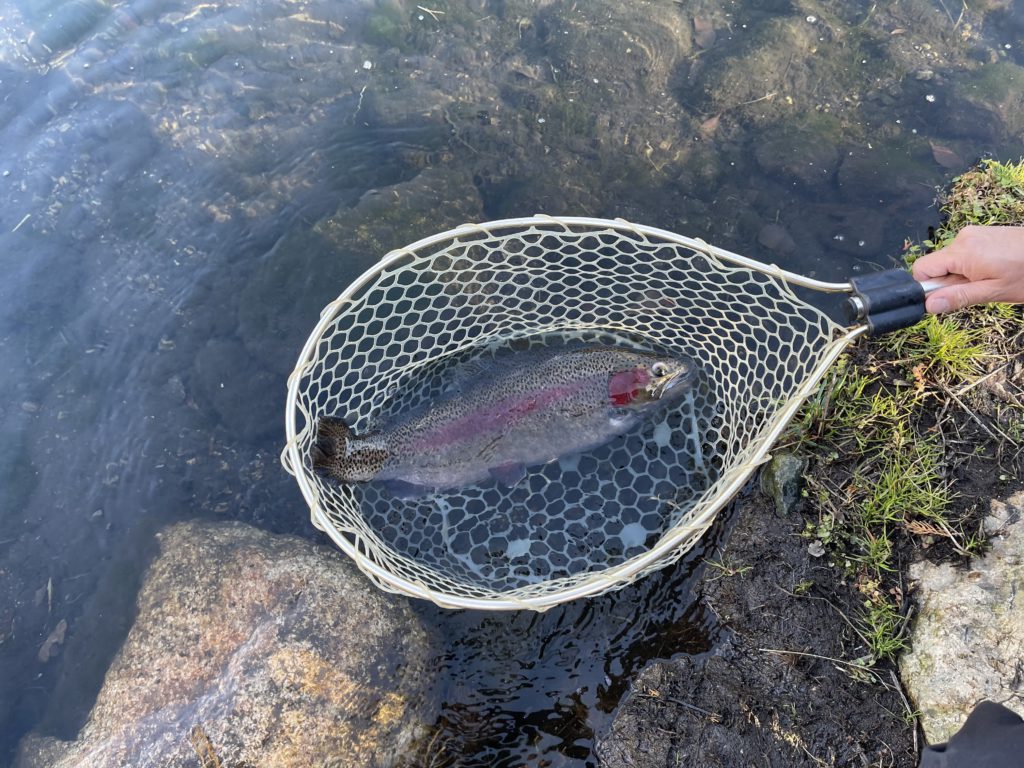 【頂鱒５６ｃｍ】全体