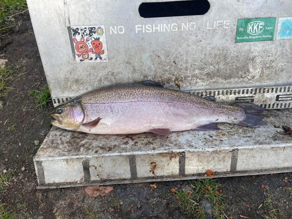 【驚ロック５２ｃｍ】全体