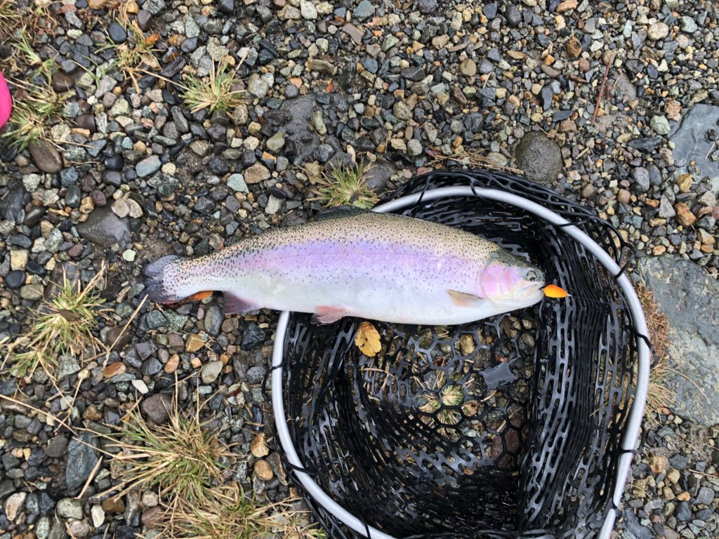 【頂鱒５２ｃｍ】全体