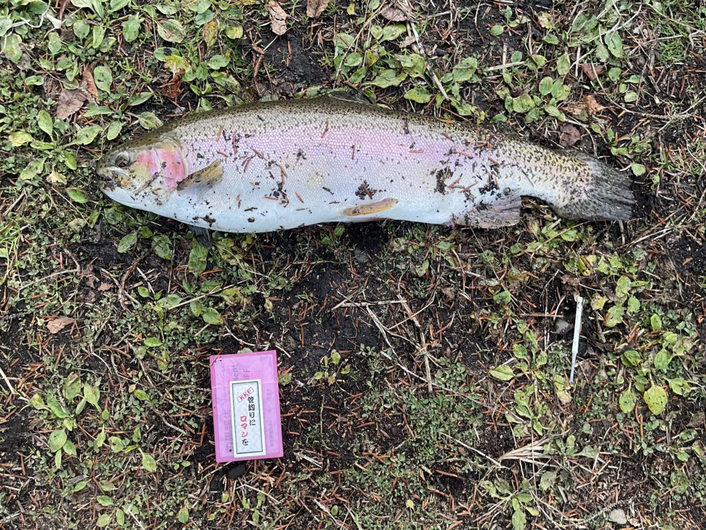 【頂鱒５３ｃｍ】全体