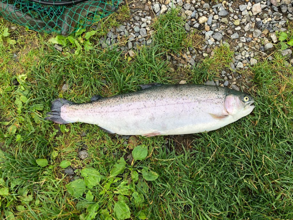 【頂鱒５４ｃｍ】全体