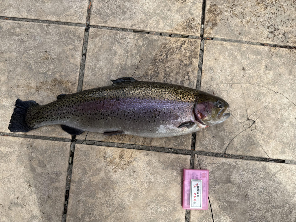 【頂鱒５８ｃｍ】全体