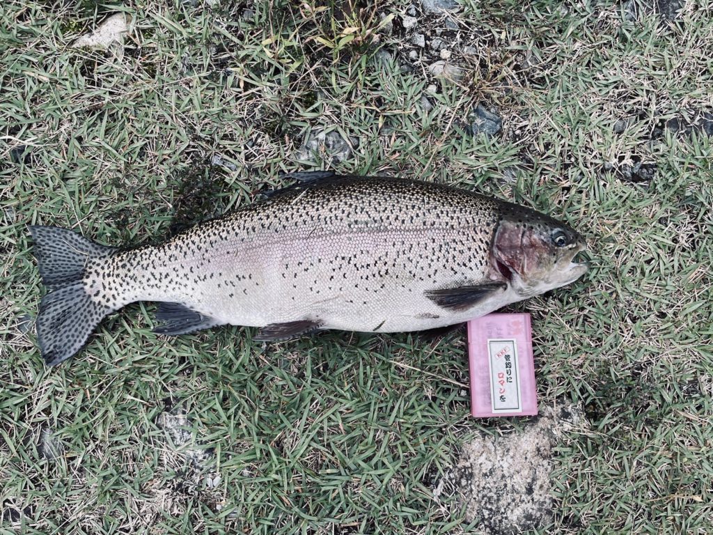 【頂鱒５５ｃｍ】全体