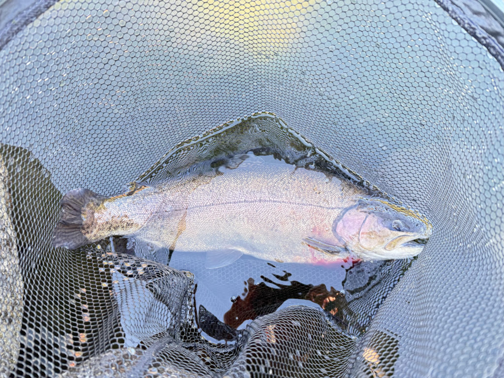 【驚ロック５４ｃｍ】全体