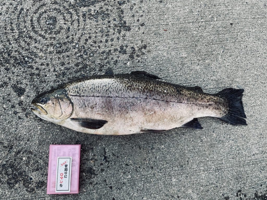 【驚ロック５０ｃｍ】全体