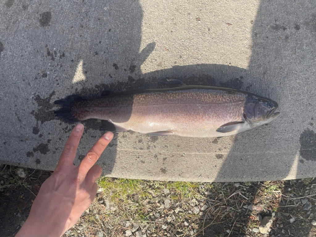 【驚ロック５９ｃｍ】全体