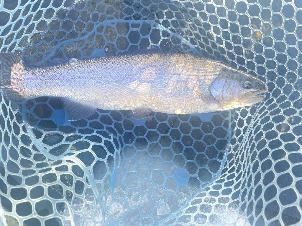 【驚ロック５１ｃｍ】全体