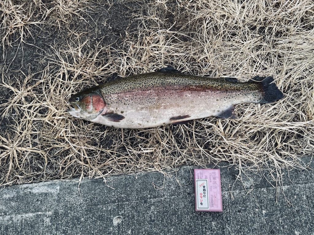 【頂鱒５９ｃｍ】全体