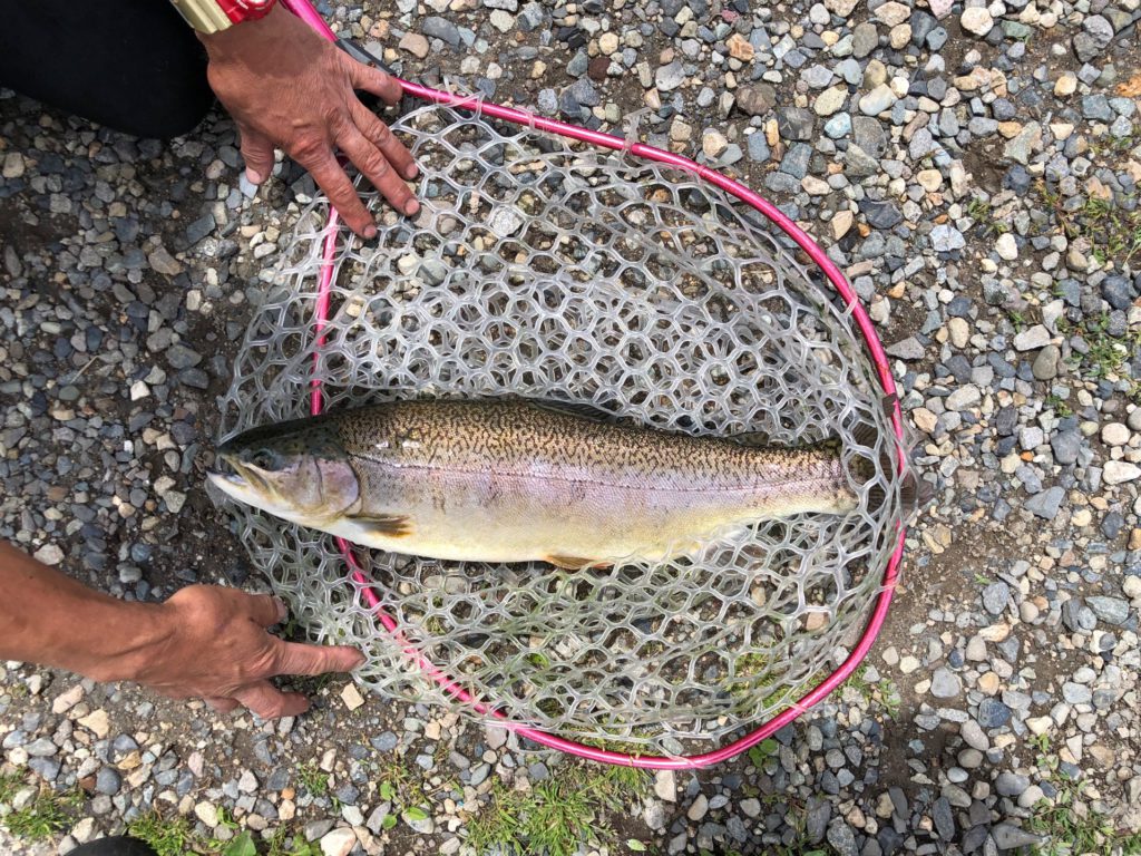 【ロックトラウト５６ｃｍ】全体