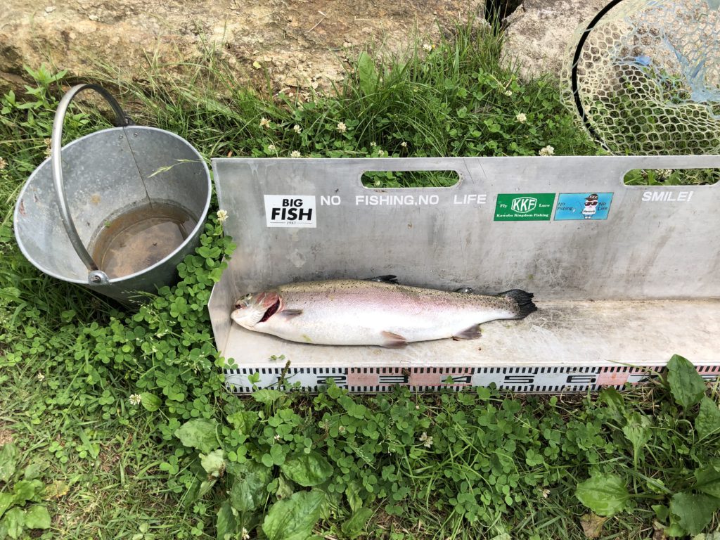 【頂鱒５５ｃｍ】全体