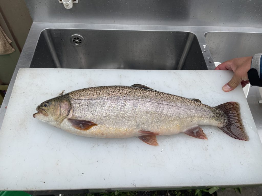 【驚ロック５１ｃｍ】全体