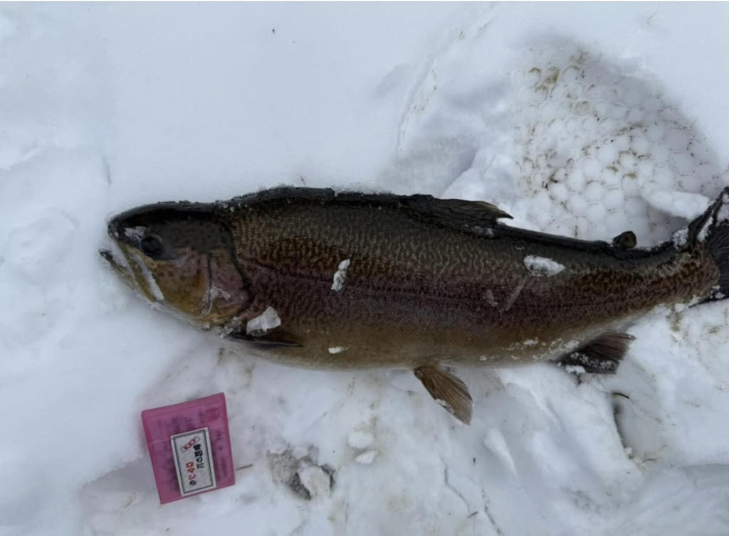 【驚ロック５６ｃｍ】全体