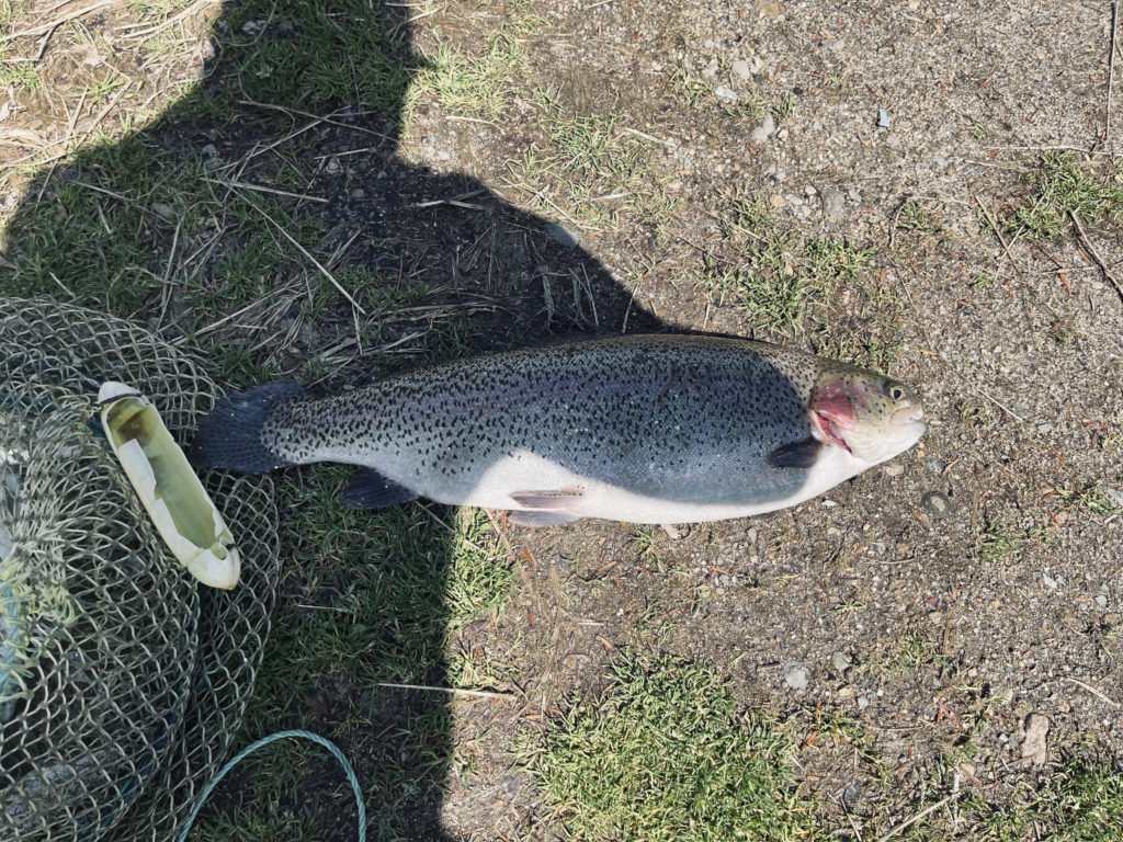 【頂鱒５６ｃｍ】全体