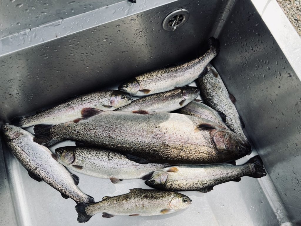 【頂鱒５２ｃｍ】全体