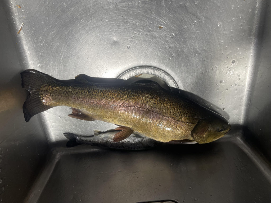 【驚ロック５７ｃｍ】全体