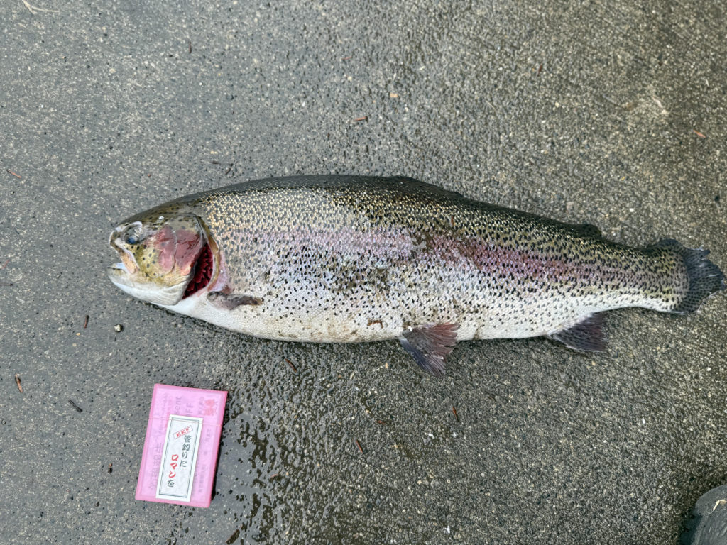 【頂鱒５９ｃｍ】全体