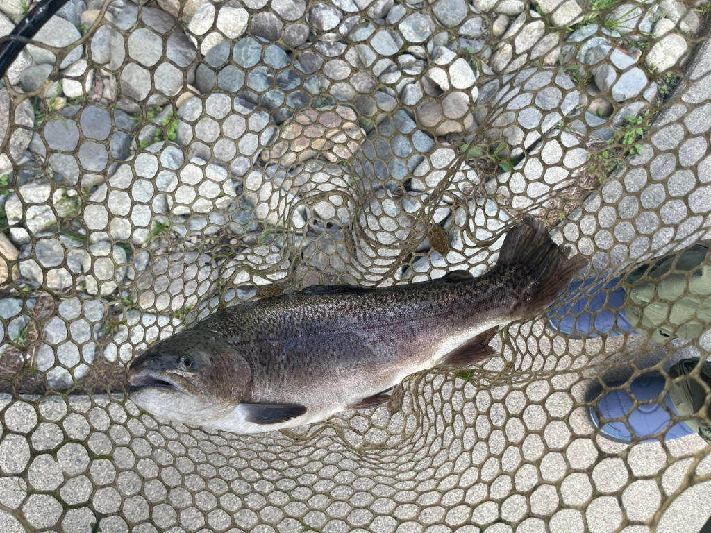 【驚ロック５７ｃｍ】全体