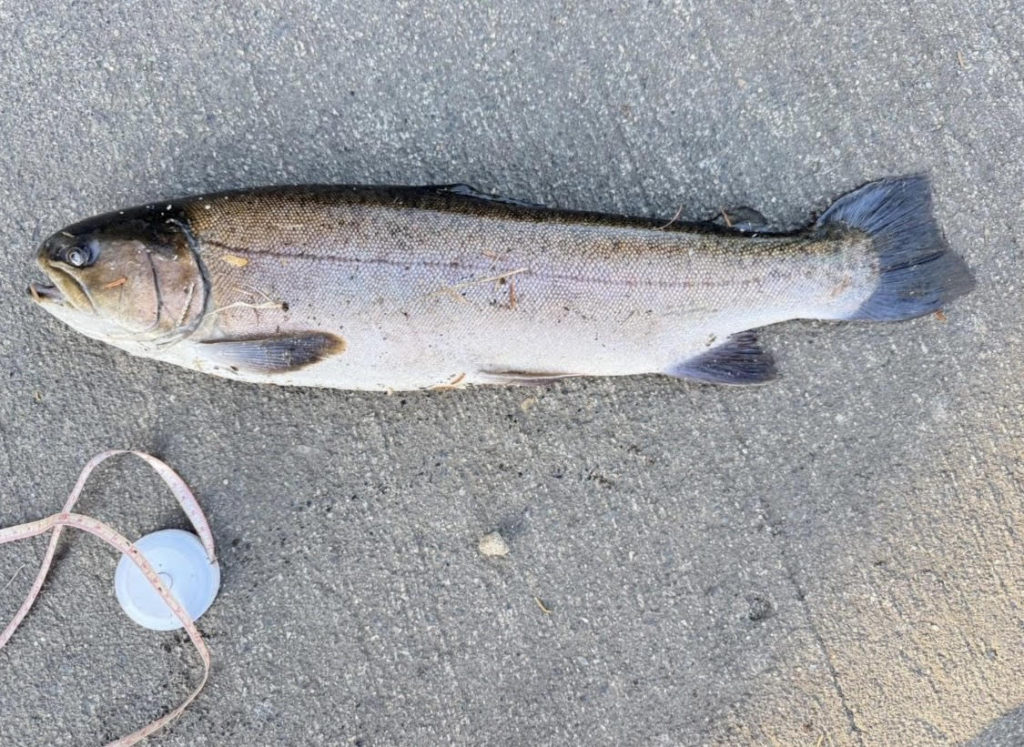 【驚ロック５１ｃｍ】全体