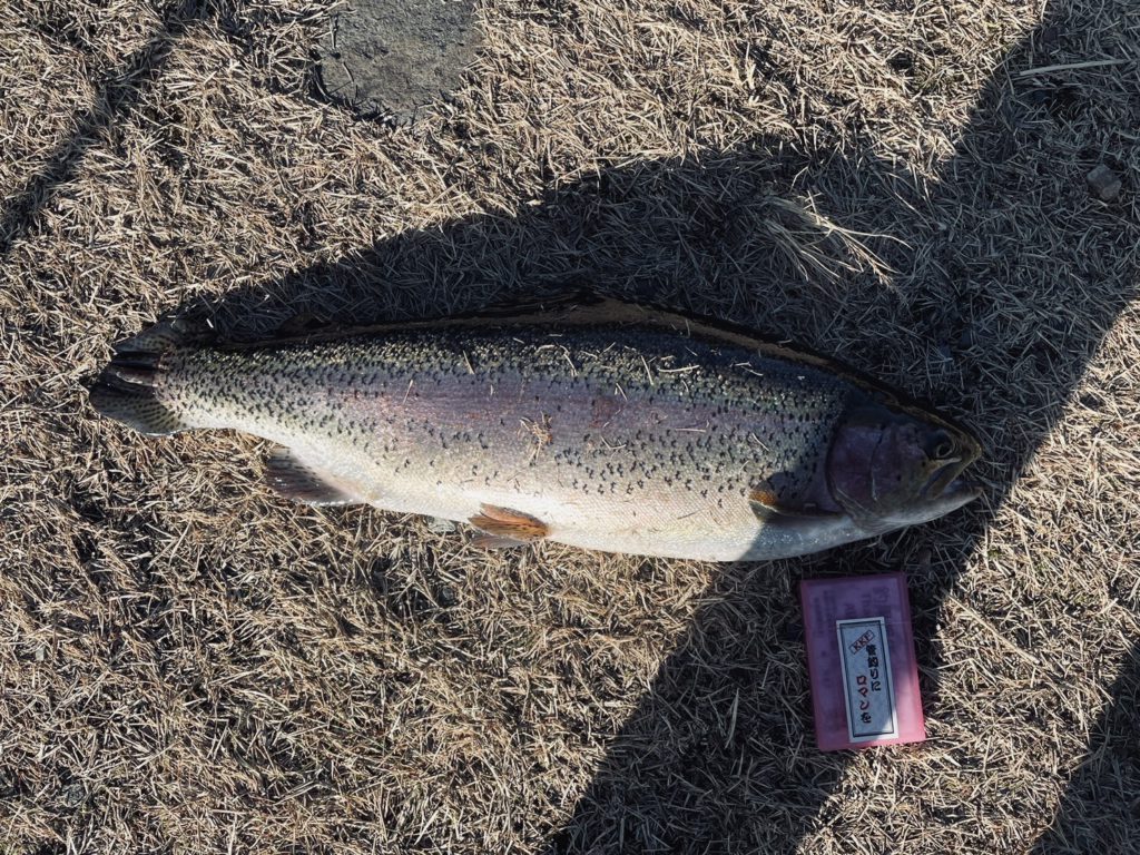 【頂鱒５６ｃｍ】全体