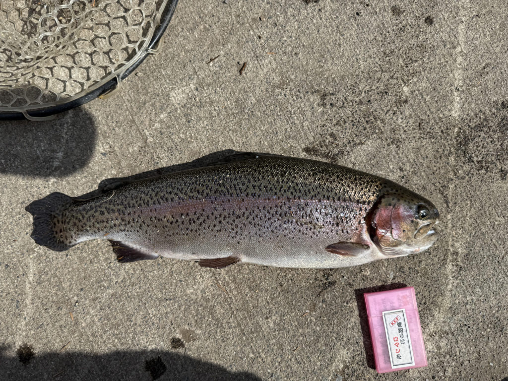 【頂鱒５４ｃｍ】全体