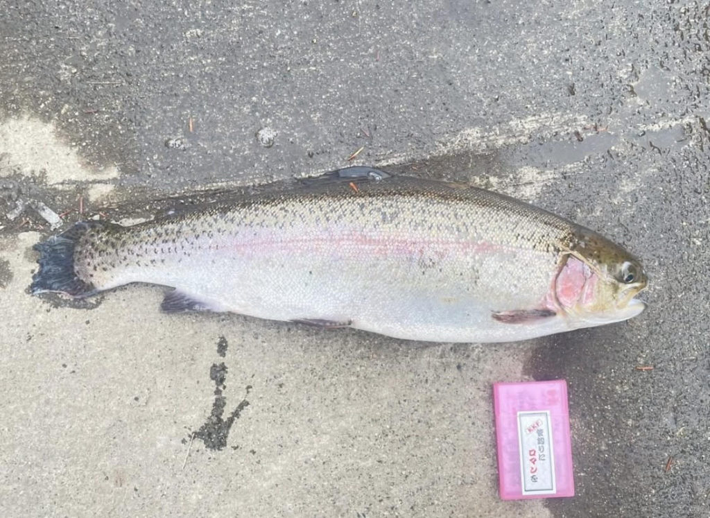 【頂鱒５５ｃｍ】全体