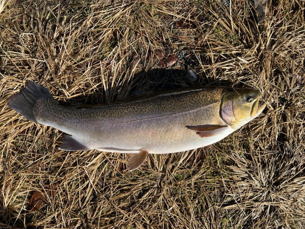 【驚ロック６３ｃｍ】全体