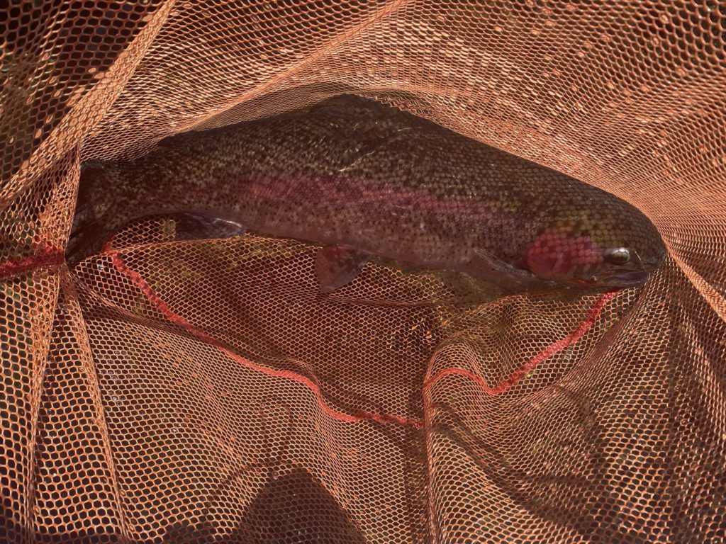 【頂鱒７８ｃｍ】全体