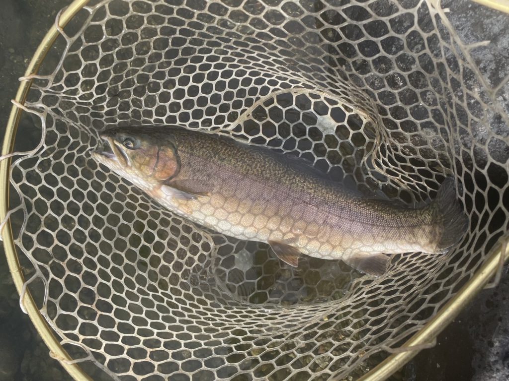 【驚ロック５７ｃｍ】全体