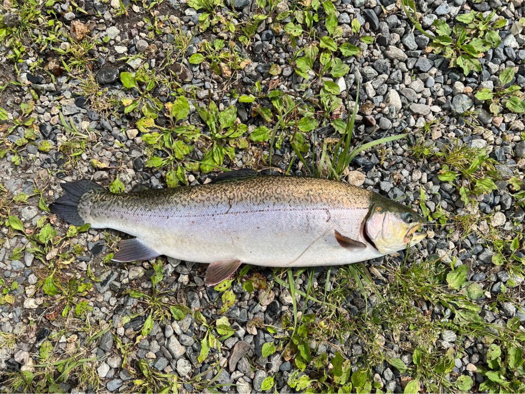 【驚ロック５３ｃｍ】全体