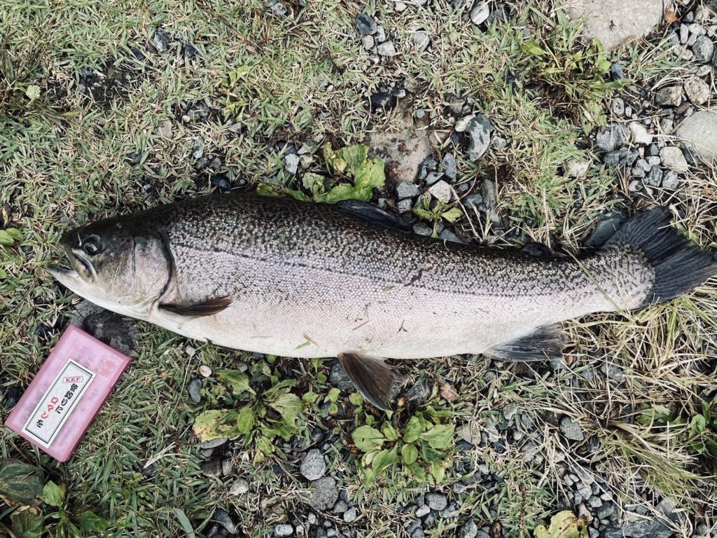 【驚ロック６２ｃｍ】全体