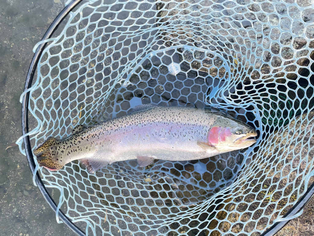 【頂鱒５２ｃｍ】全体