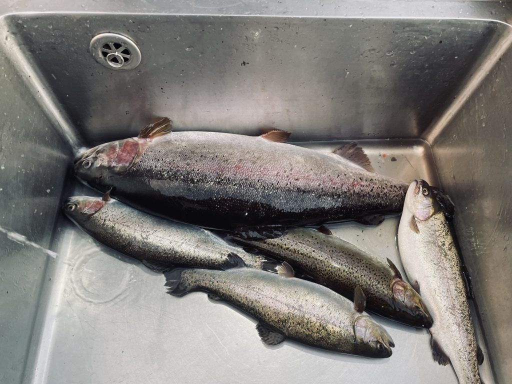 【頂鱒５４ｃｍ】全体