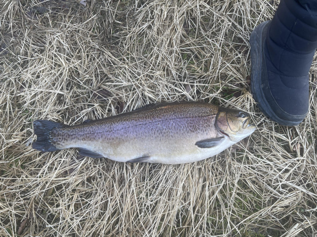 【驚ロック５５ｃｍ】全体