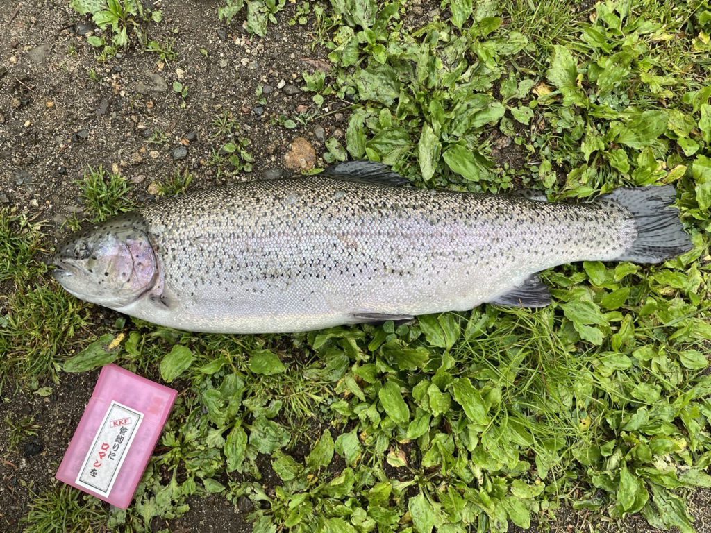 【頂鱒５４ｃｍ】全体