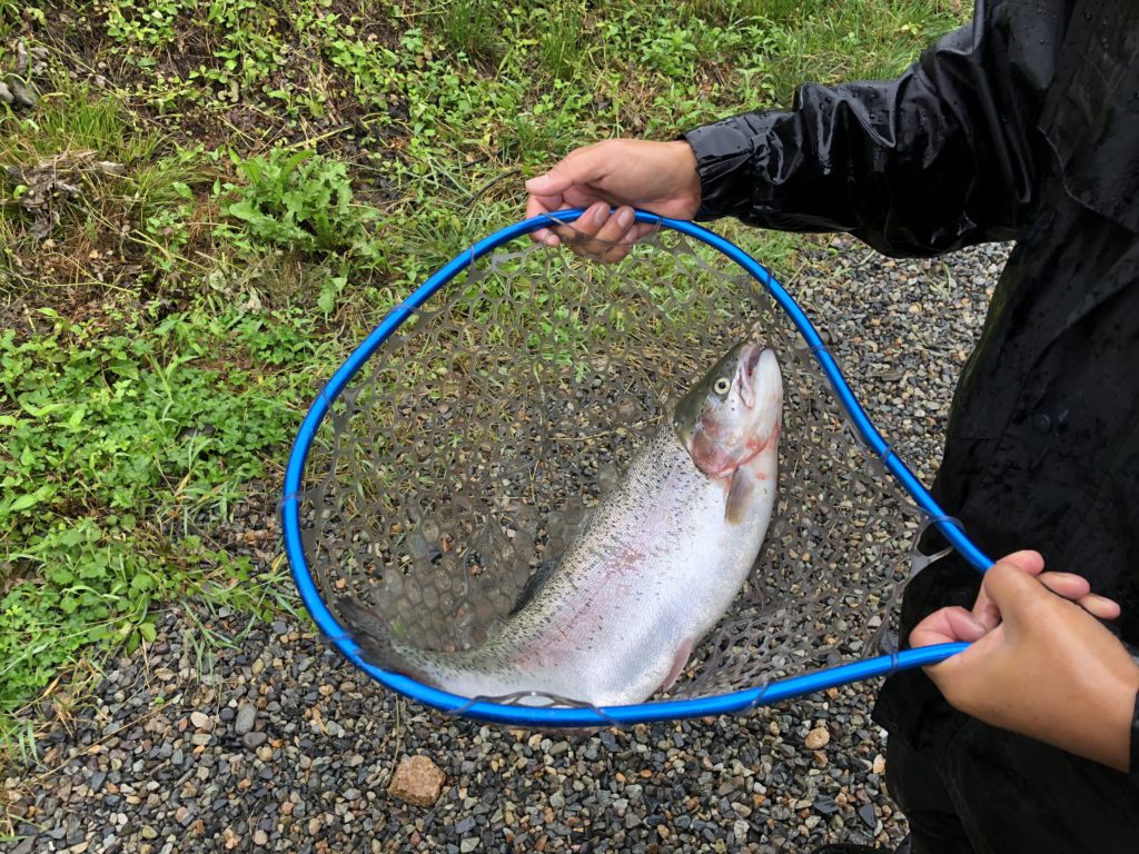 【頂鱒５６ｃｍ】全体