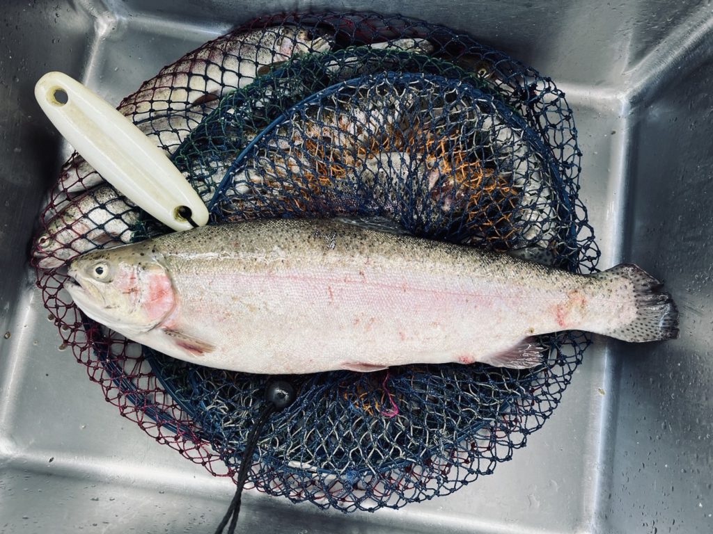 【頂鱒５５ｃｍ】全体