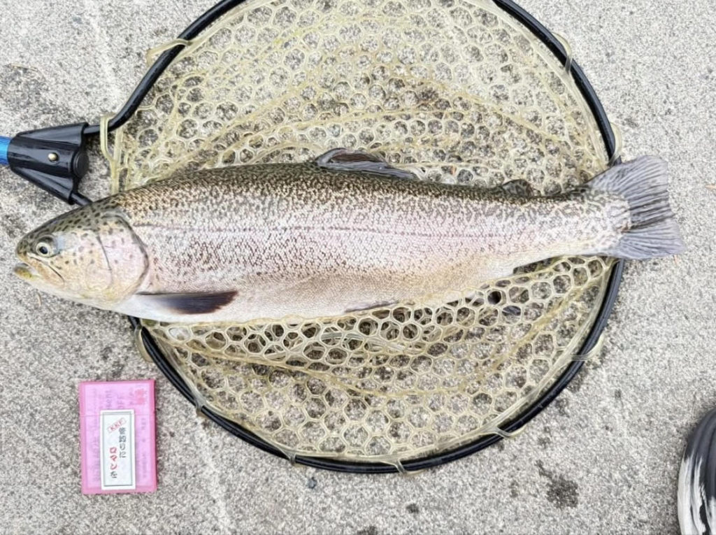 【驚ロック５８ｃｍ】全体