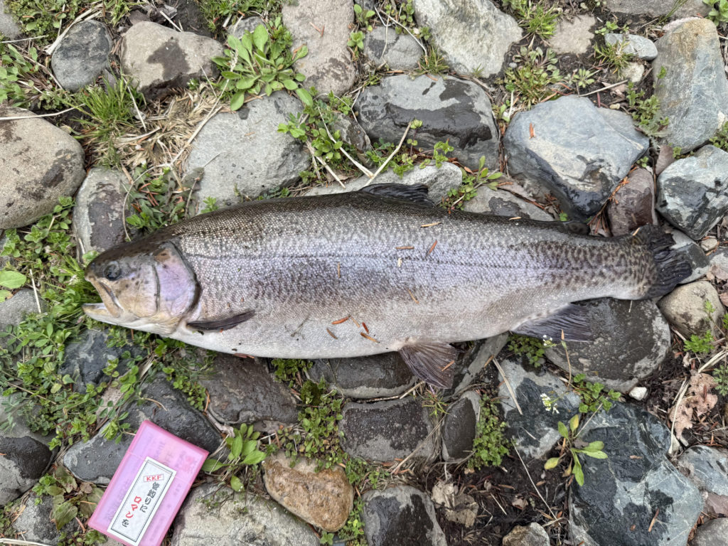 【驚ロック５７ｃｍ】全体