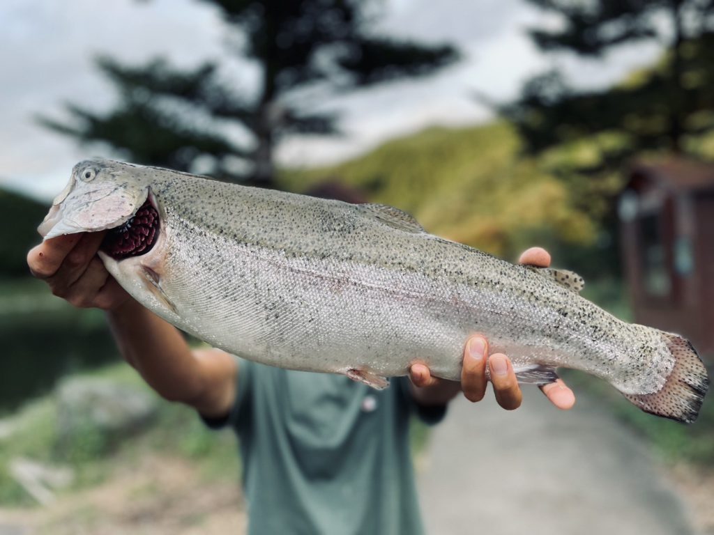 【頂鱒５６ｃｍ】全体