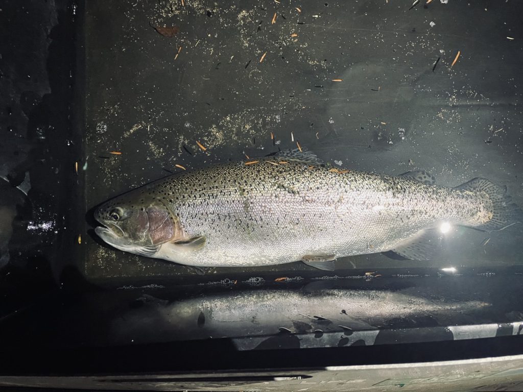 【頂鱒５３ｃｍ】全体