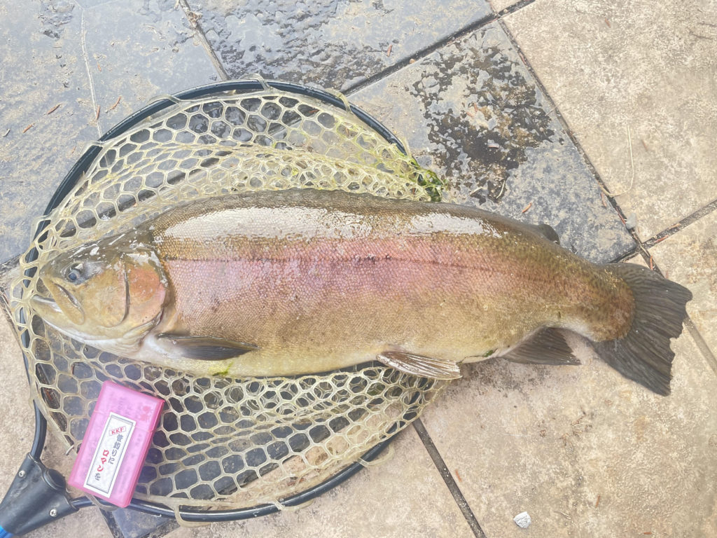 【驚ロック７０ｃｍ】全体